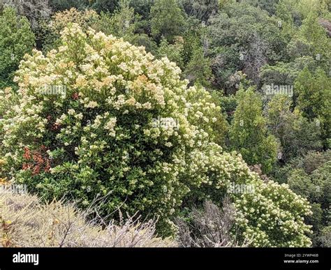Toyon (Heteromeles arbutifolia Stock Photo - Alamy