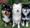Dog Breeds Name Starting with ‘F’ – Petsworld