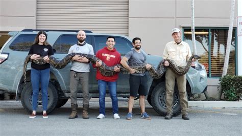 Image result for Big Burmese Python