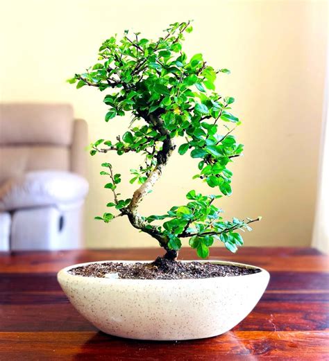 Indian banyan bonsai tree live plant | live plant for Indian banyan ...