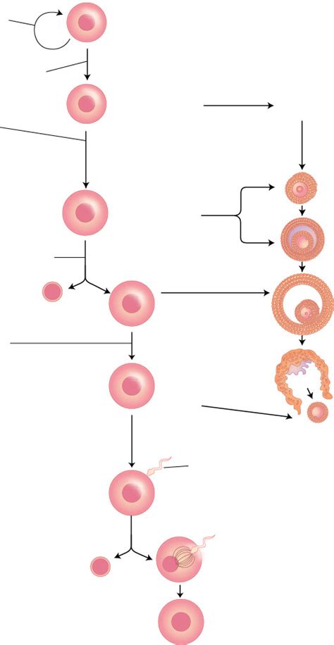 Image result for Oogenesis Animation