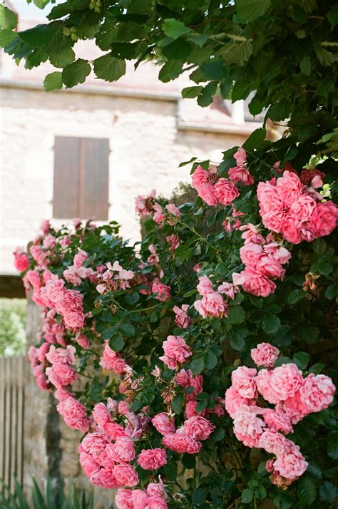 Pink Garden Roses Photos, Download The BEST Free Pink Garden Roses ...