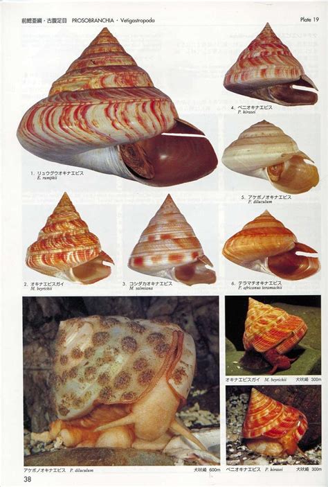 Amazon.in: Buy Marine Mollusks in Japan Book Online at Low Prices in ...