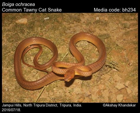 Boiga ochracea (Theobald in Günther, 1868) - Common Tawny Cat Snake ...