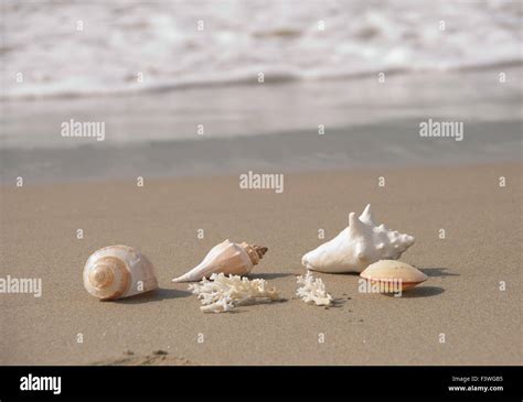 Image result for Beach Sea Shells