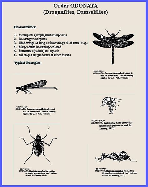 Image result for Class Insecta Real Life Examples