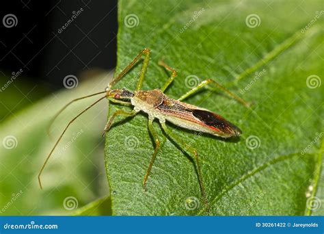 Assassin Bug Bite Mark From Fang Royalty-Free Stock Photography ...