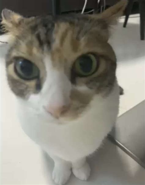 Male Scream Sound Effect Meme 的图像结果