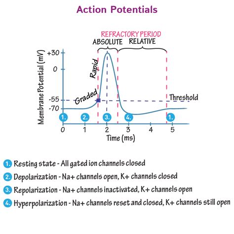 Action Potential Simple Steps 的图像结果