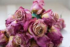 fiori secchi on line fiori secchi on line fiori secchi fiori secchi fiori secchi on line fiori secchi on line fiori secchi fiori secchi