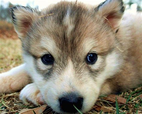 Wolves Cute Mates 的图像结果