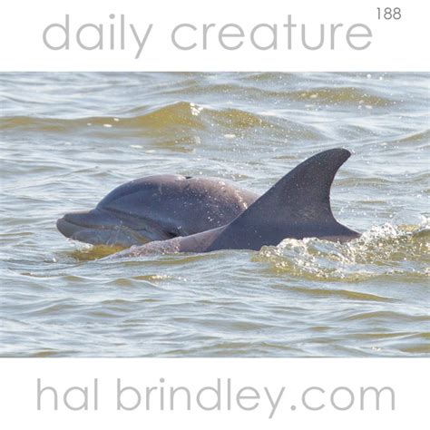 Dolphin 的图像结果