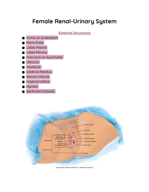Female Urinary External Anatomy at Annette Lindsay blog