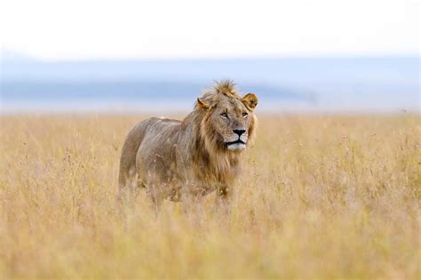 African Lion (Panthera leo): All You Need to Know - Arcadia Safaris