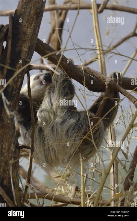 Image result for Hanging Three Toed Sloth