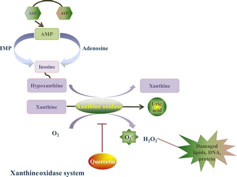 Frontiers | Protective Mechanisms of Quercetin Against Myocardial Ischemia Reperfusion Injury