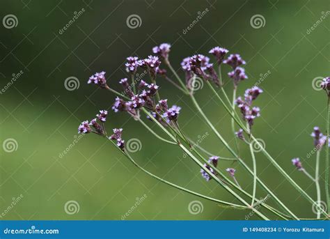 Vervain brasileiro foto de stock. Imagem de weed, jardim - 149408234
