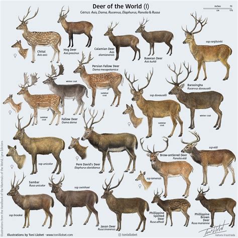 Pin by ケンジー 👍 on terrariums Life ecosystems | Deer species, Deer ...