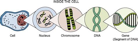 Genome Sequencing - Science and Technology for UPSC CSE PDF Download