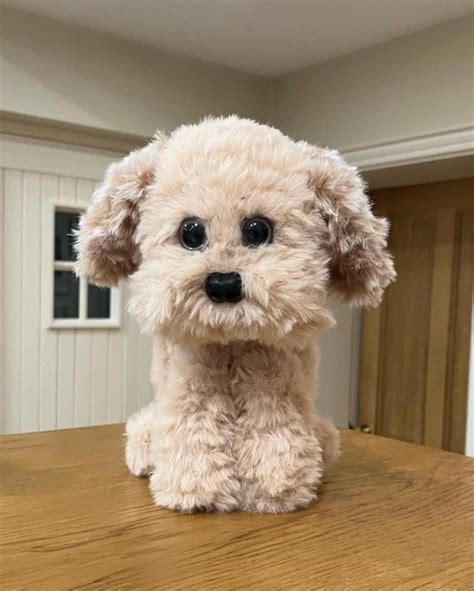 Image result for Cockapoo Teddy Cut