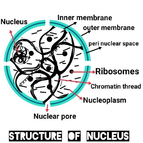 Image result for Class 9th Biology Chapter Cell Explain