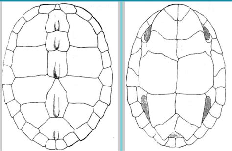 Image result for Turtle Shell Diagram