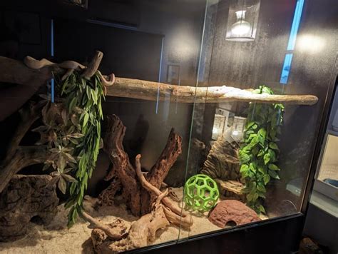 Image result for Carpet Python Setup