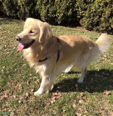 Best Names For A Female Golden Retriever at Michael Tirado blog