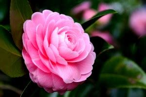 ONLINE PLANT BAZAR ZZ Plant Price in India - Buy ONLINE PLANT BAZAR ZZ ...