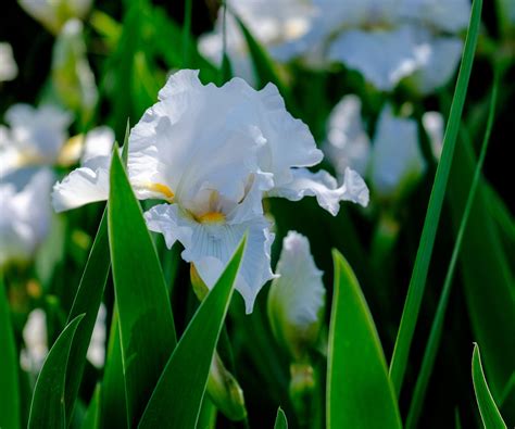 When do you cut back irises? Expert tips for the best blooms | Homes and Gardens