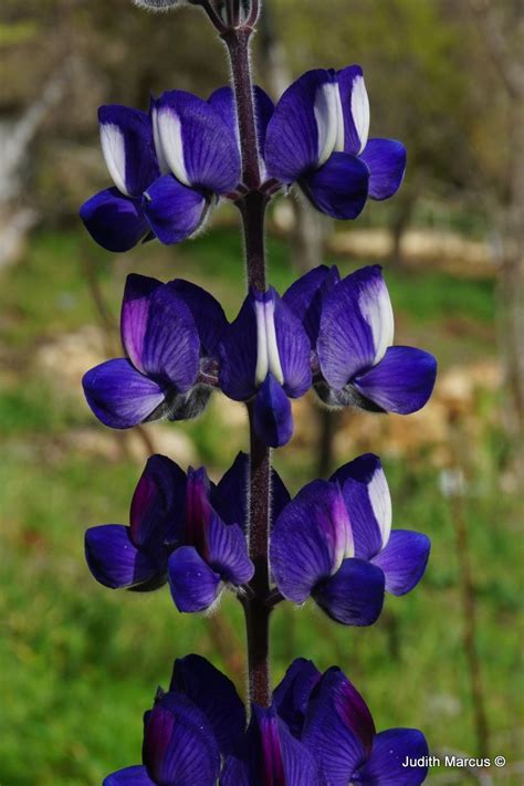 Lupinus pilosus - תורמוס ההרים, Blue Lupine | The Jerusalem Botanical ...