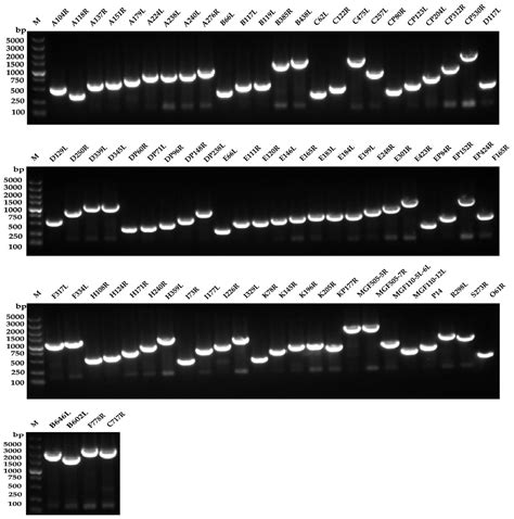 Newcastle Disease Virus-Vectored African Swine Fever Virus Antigen ...
