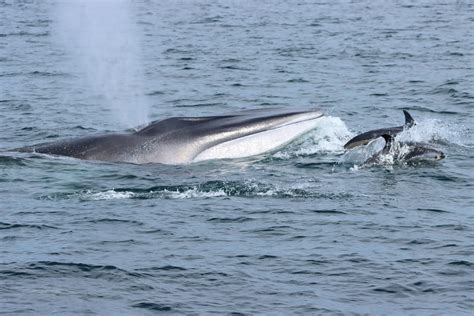 Do Whales Have Hair? – Blue Ocean Society for Marine Conservation
