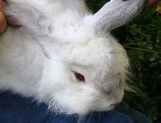 Image result for Colorful Bunny Images