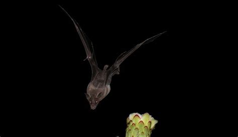Bat Pollination of Cacti – OBLOG
