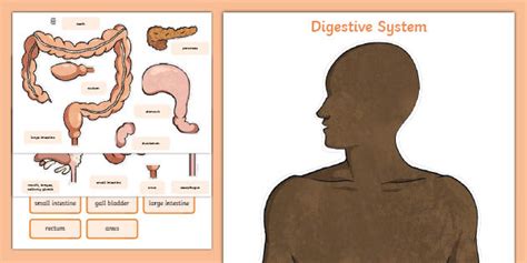 Digestive System Worksheet Cut-Outs | Science Resources