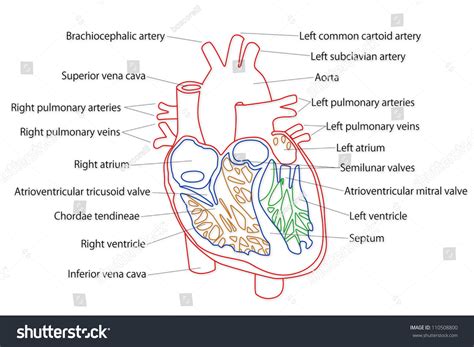 Left Atrioventricular Valve