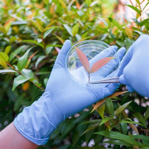 Giloy - Amrita - Guduchi - Gilo | Raw Form | Edible Grade | Triphal