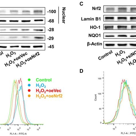 H2O2 HT22 的图像结果