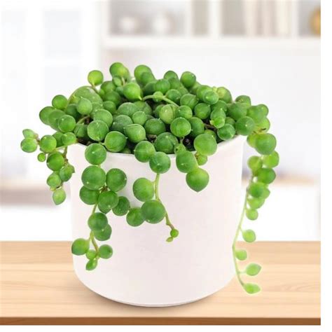 India's Top Online Plant Nursery | Plant Orbit