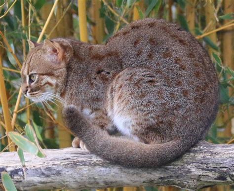 Rusty-spotted Cat