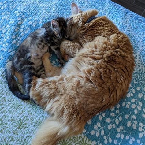 Plano Animal Shelter