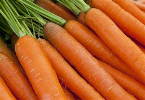 胡萝卜怎么播种的视频 —【发财农业网】