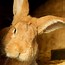 Image result for Free Clip Art of Rabbits