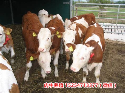 贵阳市西门塔尔牛种牛养牛场/热点更新_贵阳市_郓城百信畜牧养殖有限公司