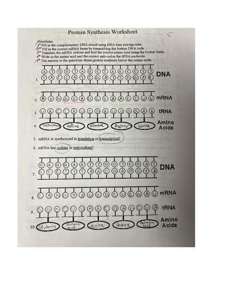 Image result for Protein Synthesis Practice Sheet the Genetic Code