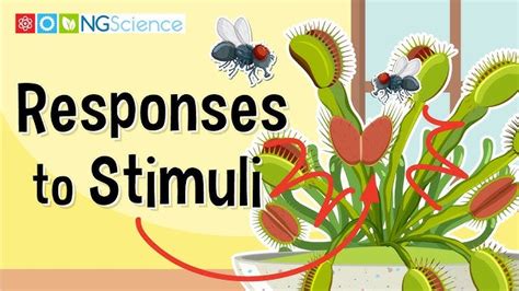 Response to Stimuli Example 的图像结果