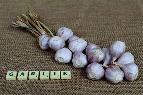 Education Images On Language 的图像结果