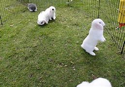 Image result for White Fluffy Bunnies
