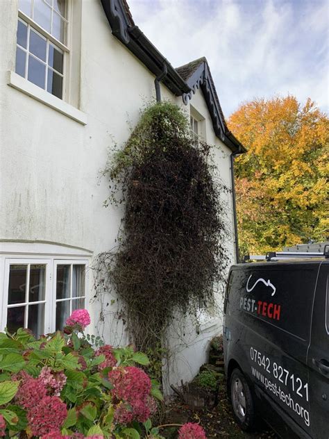 Rodent Entry Points 的图像结果